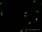 CPSF6 Antibody (monoclonal) (M07)