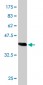 CPSF6 Antibody (monoclonal) (M07)