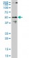 CPSF6 Antibody (monoclonal) (M07)