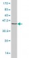 CPSF6 Antibody (monoclonal) (M10)