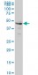 CPSF6 Antibody (monoclonal) (M10)