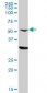 CPSF6 Antibody (monoclonal) (M10)