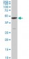 CPSF6 Antibody (monoclonal) (M10)