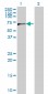 CPSF6 Antibody (monoclonal) (M10)