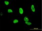 CPSF6 Antibody (monoclonal) (M10)