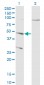 CTSD Antibody (monoclonal) (M01)