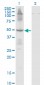ETF1 Antibody (monoclonal) (M02)
