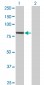 EXOC3 Antibody (monoclonal) (M01)
