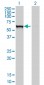 GBA Antibody (monoclonal) (M01)