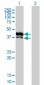 GPD2 Antibody (monoclonal) (M02)