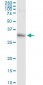 GSTO1 Antibody (monoclonal) (M01)