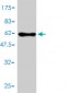 HMGCL Antibody (monoclonal) (M01)