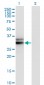 HMGCL Antibody (monoclonal) (M01)