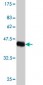 HN1 Antibody (monoclonal) (M01)