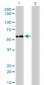 IMPDH2 Antibody (monoclonal) (M01)