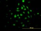 KLF10 Antibody (monoclonal) (M02)