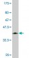 KLF10 Antibody (monoclonal) (M02)