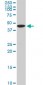 KLF10 Antibody (monoclonal) (M02)