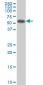 MAP2K5 Antibody (monoclonal) (M11)