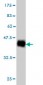 NDUFS4 Antibody (monoclonal) (M01)