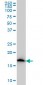 NDUFS4 Antibody (monoclonal) (M01)