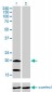 NDUFS4 Antibody (monoclonal) (M01)