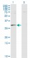 PGAM1 Antibody (monoclonal) (M01)