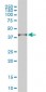 PSMD14 Antibody (monoclonal) (M01)