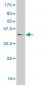 RBPSUH Antibody (monoclonal) (M01)