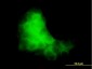 S100A7 Antibody (monoclonal) (M03)