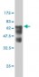 SMS Antibody (monoclonal) (M01)