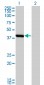 SMS Antibody (monoclonal) (M01)