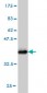 STAR Antibody (monoclonal) (M01)