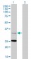 STAR Antibody (monoclonal) (M01)