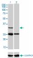 STAR Antibody (monoclonal) (M01)