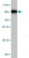 SUOX Antibody (monoclonal) (M01)