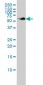 SUOX Antibody (monoclonal) (M01)