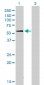 SUOX Antibody (monoclonal) (M01)