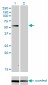 SUOX Antibody (monoclonal) (M01)