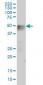 TNFRSF19 Antibody (monoclonal) (M01)