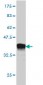 TRAF4 Antibody (monoclonal) (M01)