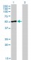 TRAF4 Antibody (monoclonal) (M01)