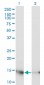 UBE2D3 Antibody (monoclonal) (M01)