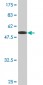 VAPA Antibody (monoclonal) (M01)