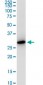 VAPA Antibody (monoclonal) (M01)