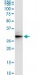 VAPA Antibody (monoclonal) (M01)