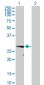 VAPA Antibody (monoclonal) (M01)