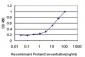 WRN Antibody (monoclonal) (M09)