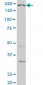 WRN Antibody (monoclonal) (M09)