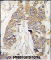 CASC3 Antibody (C-term)